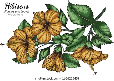 Orange Hibiscus flower and leaf drawing illustration with line art on white backgrounds.