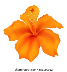 Orange hibiscus isolated vector, hawaii flower on white background. Tropical plant blossom single element, summer symbol. Vivid red and yellow exotic jungle bloom graphic design. Hawaiian sign.