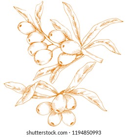 Orangefarbene Nilpferde. Vektorsymbol auf weißem Hintergrund. Vektorblume für Hintergrund, Textur, Wrapper-Muster, Rahmen oder Rahmen.