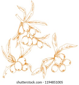Orange hippophae plant. Vector icon on white background. Vector flower for background, texture, wrapper pattern, frame or border.