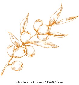 Planta de hippofasia naranja. Icono del vector sobre fondo blanco. Flor vectorial para fondo, textura, patrón envolvente, marco o borde.