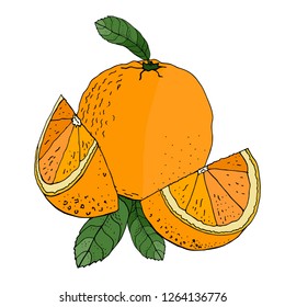  Orange Isolated on white background. Vector hand drawn illustration. Composition of Orange. Design element for logo, label, emblem, sign, poster, menu, t shirt
