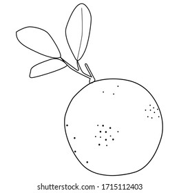 Orange isolated vector illustration. Pattern for healthy lifestyle design. Scandinavian style. Vegetarian summer backdrop. Kitchen art. Fresh poster.