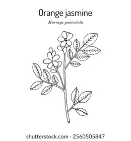 Orange jasmine, or china box (Murraya paniculata), edible and medicinal plant. Hand drawn botanical vector illustration