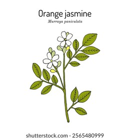 Orange jasmine, or china box (Murraya paniculata), edible and medicinal plant. Hand drawn botanical vector illustration