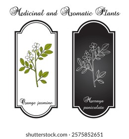 Orange jasmine, or china box (Murraya paniculata), edible and medicinal plant. Hand drawn botanical vector illustration