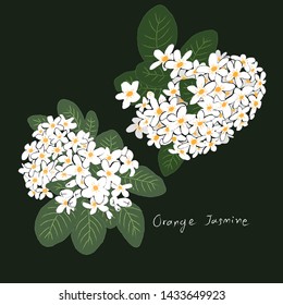 Orange Jasmine flowers. Hand drawn vector illustration.