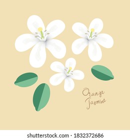 Orange jasmine, White flower of Andaman satinwood . white flowers design for designers. botanical illustration and illustration isolated on white background.