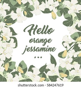 Orange Jessamine Flower Frame 