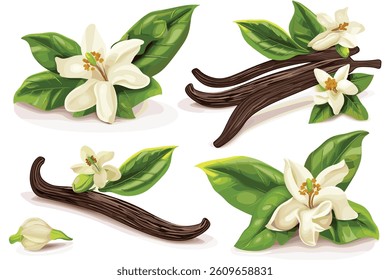 Orange Jessamine or Mock Orange Flowers on White Background
