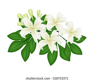 Orange Jessamine or Mock Orange Flowers on White Background