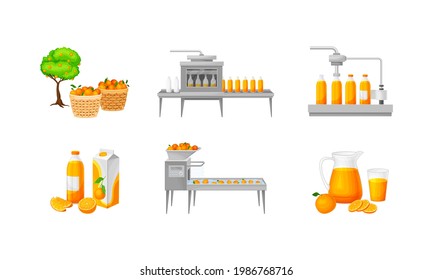 Orange Juice Production with Harvesting, Cleaning and Extraction Stages Vector Illustration Set