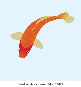 Orange koi fish, Cyprinus Carpio