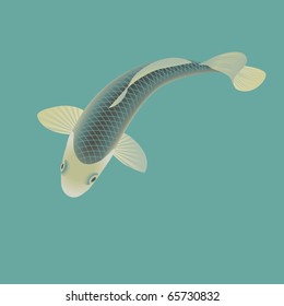 Orange koi fish, Cyprinus Carpio