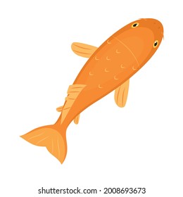 orange koi fish on white background