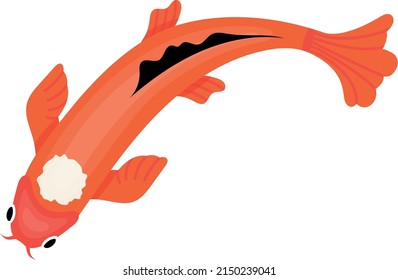 Orange koi fish top view. Asian carp