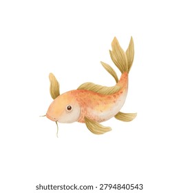 Orange koi fish with white belly