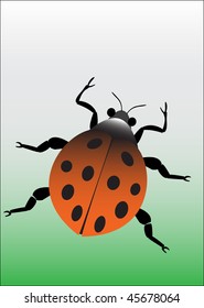 a orange lady bug
