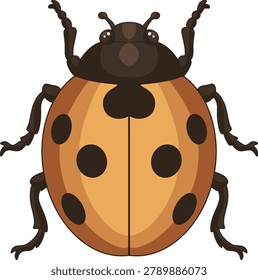 Orange Ladybug Cute Beetle Vector