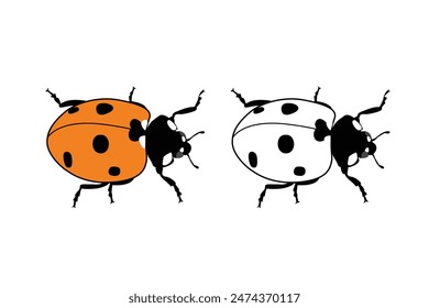 Orange ladybug, winged insect in summer Vector graphics.Ladybug isolated on white background.