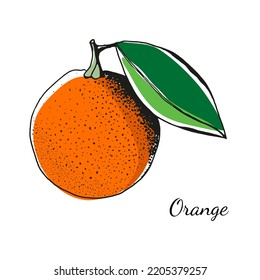 Orange with leaf, tropical fruit, print banner design, hand drawn sketch image, vector illustration. Fruit.