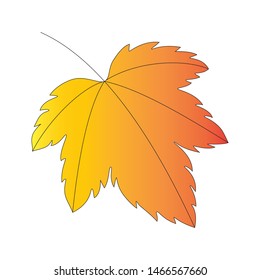 Orange leaf in white background. Vector
