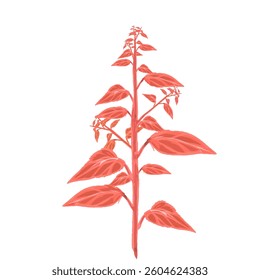 orange leafed plant without background