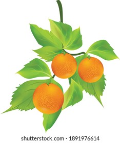 Orange leaves and fruit with handwriting isolated on white background. Vector illustration