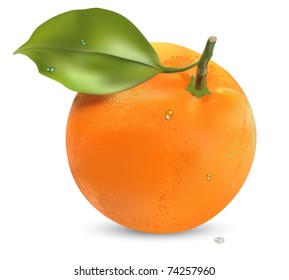 Orange with leaves on a white background vector