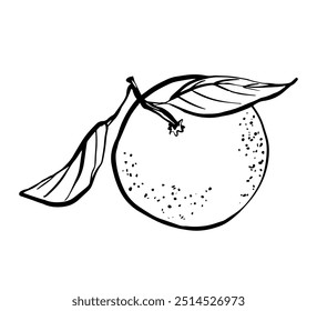 Una naranja con el dibujo del bosquejo de las hojas, Ilustración vectorial, dibujo de la línea negra, aislado en un fondo blanco