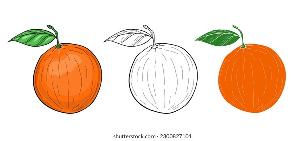 Orange with leaves vector illustration