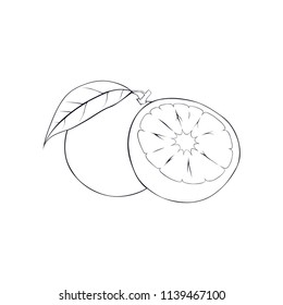 Orange lemon fruit lineart on white background