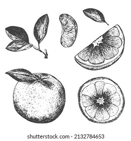 Orange, lemon and grapefruit with leaves and slice. Citrus fruit set. Ink sketches isolated on white background. Hand drawn vector illustration. Retro style.