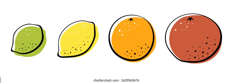 Orange, lemon, lime, grapefruit. Colorful line sketch collection of citrus fruits isolated on white background. Doodle hand drawn vegetables. Vector illustration