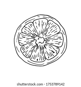 ORange lemon slice in sketch engraved style isolated on white background. Vector hand drawn illustration in doodle outline syle. Ingredient for salad, citrus, mulled wine, tangerine