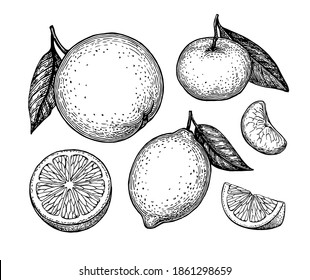 Orange, lemon and tangerine with leaves. Citrus fruit set. Ink sketches isolated on white background. Hand drawn vector illustration. Retro style.