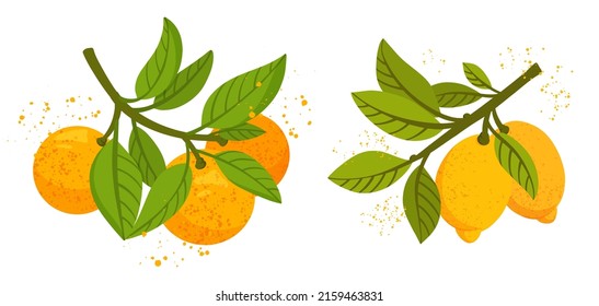 Orange and lemon tree branches with fruits and leaves isolated on white background. Fresh citrus. Exotical tropical plant. Modern design for card, package, logo, web or print. Flat vector illustration
