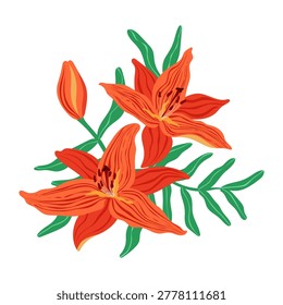 Orange lilies vector illustration. Vibrant blooming tiger lily flowers, bud and green leaves bouquet isolated on white background. Botanical arrangement. Exotic summer floral design for cards, print