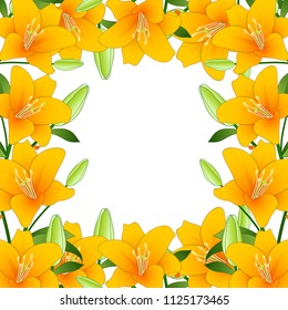 Orange Lilium candidum, the Madonna lily Border on White Background. Vector Illustration.