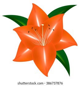 Orange lily.