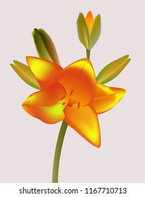 orange lily flower