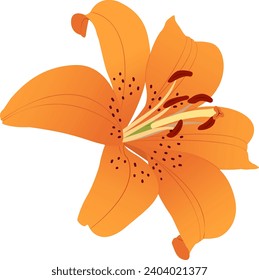 Orange lily flower. Canada Lilies. Summer flowers. Transparent background. Vector illustration. EPS 10. 
