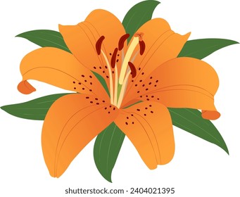 Orange lily flower. Canada Lilies. Summer flowers. Transparent background. Vector illustration. EPS 10. 