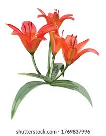 Orange lily flower isolated on a white background. Realistic vector illustration.