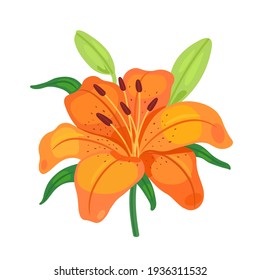 Orange lily flower on a white background. Icon. Flora. Vector illustration.