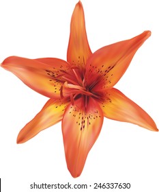 Orange lily flower on a white background, vector