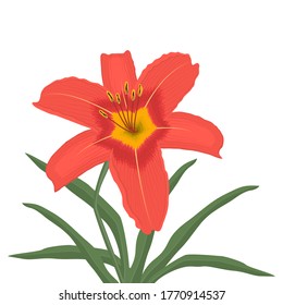 Orange lily with green leaves on a white background. Summer flowers. Vector illustration