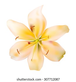 Orange Lily Vector Illustration EPS10