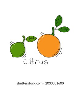 Orange and lime fruit on white background. Cartoon sketch graphic design. Doodle style with black contour line. Hand drawn image with text signature. Healthy food. Freehand drawing style. Vector.