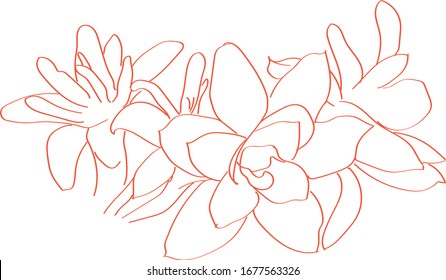Orange line ditch edge of many tuberose